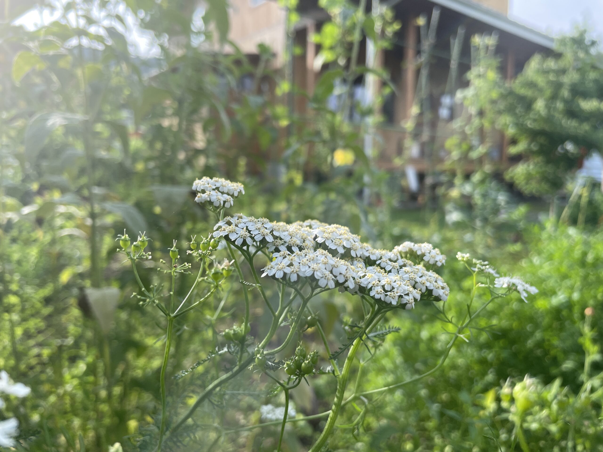 yarrow